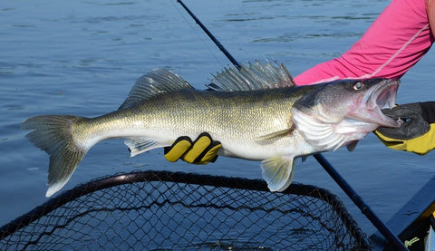 Walleye