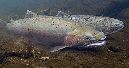 Steelhead collection