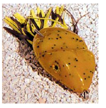 S/LURE SCUM FROG 5/16 OZ, PUMPKIN SEED