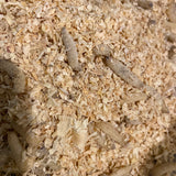 Wax worms 50ct